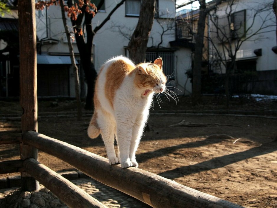 Коты потягиваются
