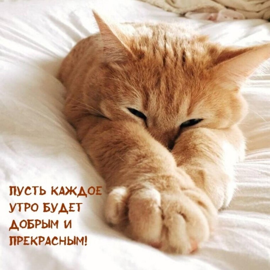 Доброе кошачье утро