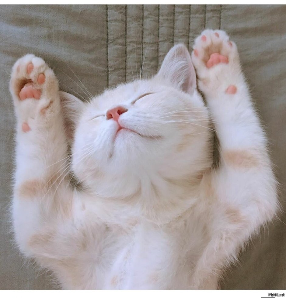 Котик потягушки