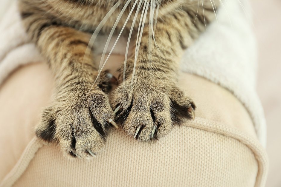 Кошачий коготь