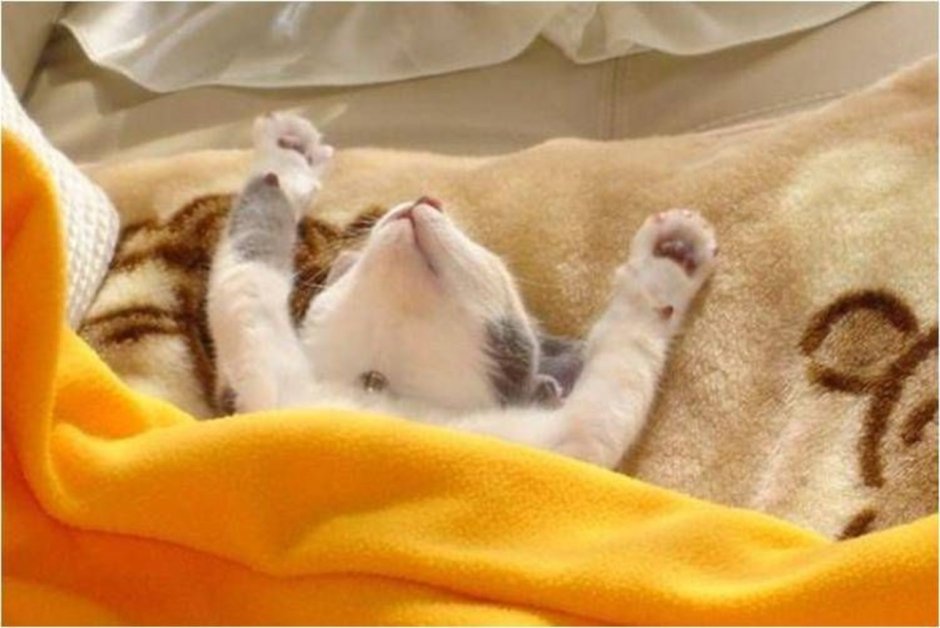 Утро воскресенья котики