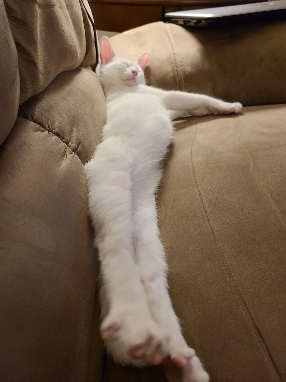 Кошачьи потягушки