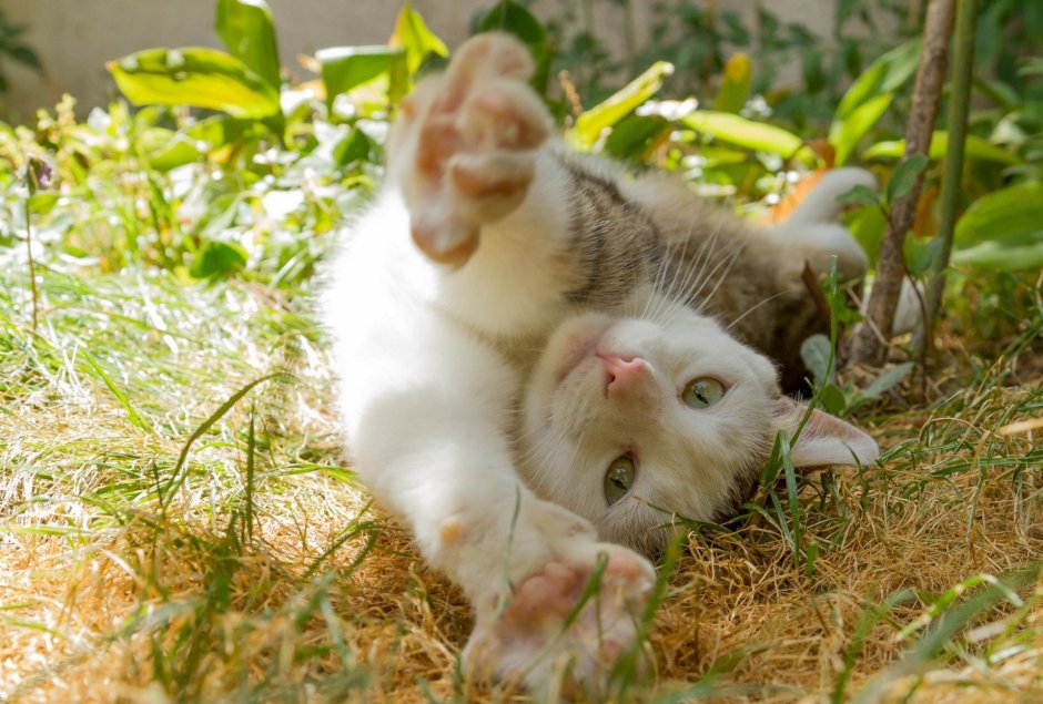 Летние коты