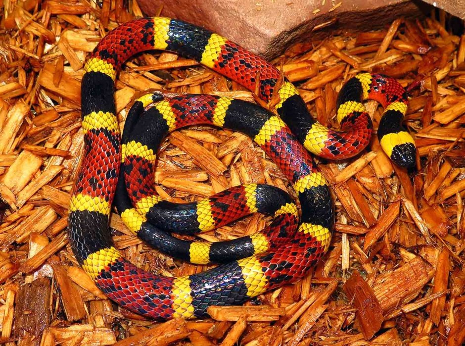 Подвязочная змея (Thamnophis sirtalis)