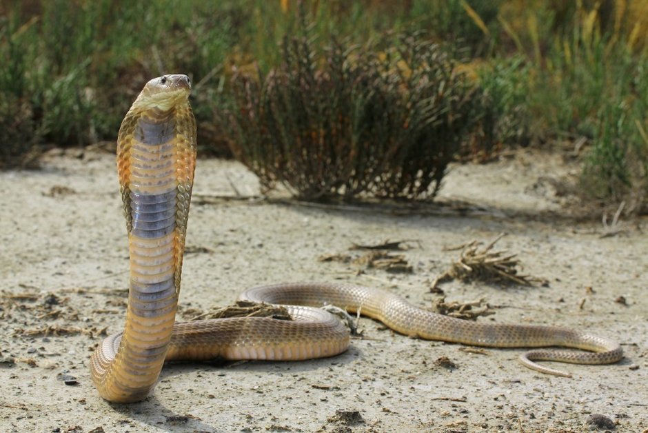 Подвязочная змея (Thamnophis sirtalis)
