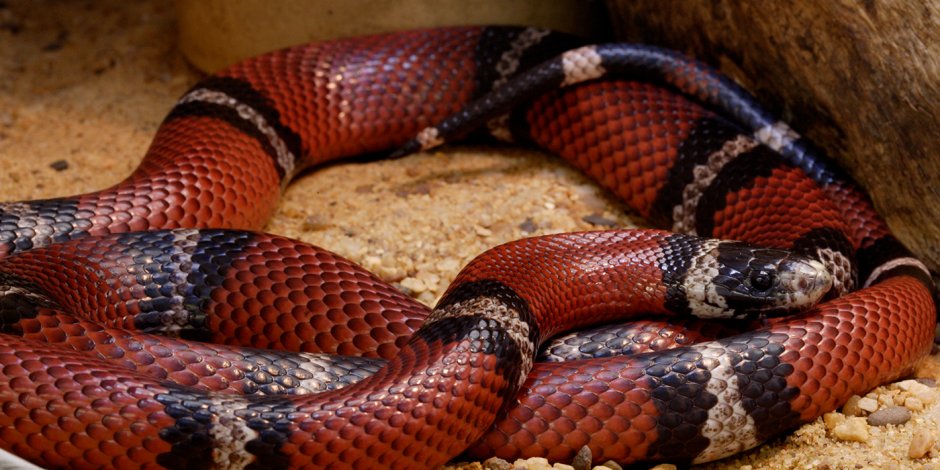Boulengerina annulata