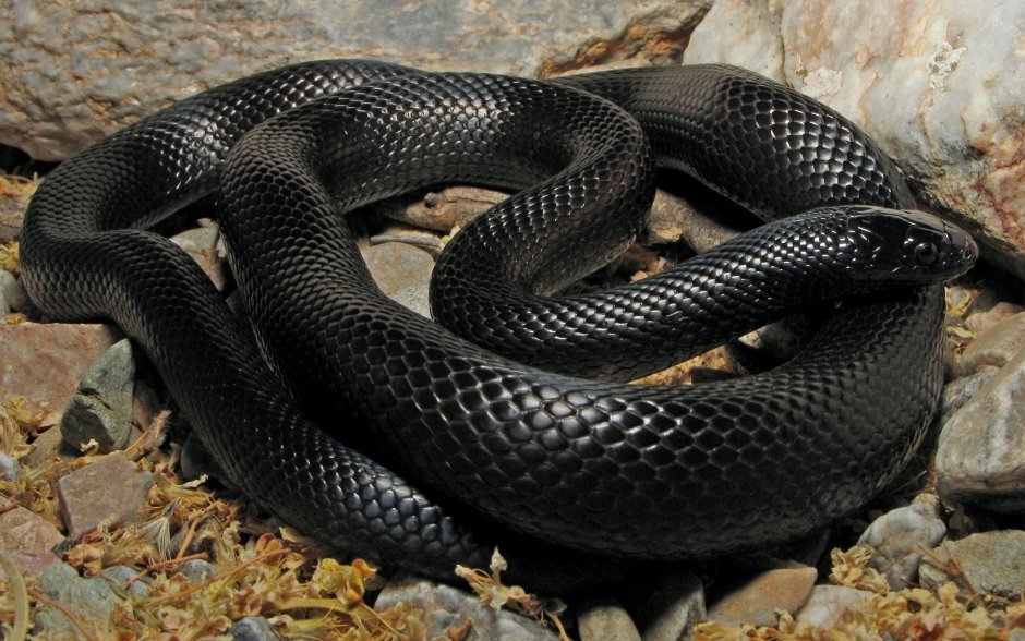 Walterinnesia aegyptia