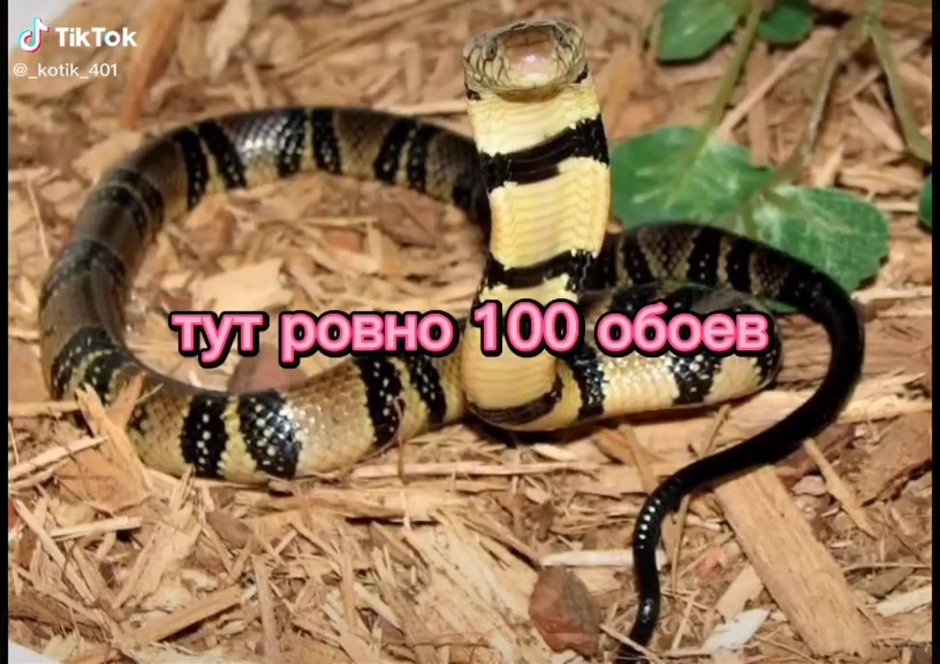 Египетская Кобра