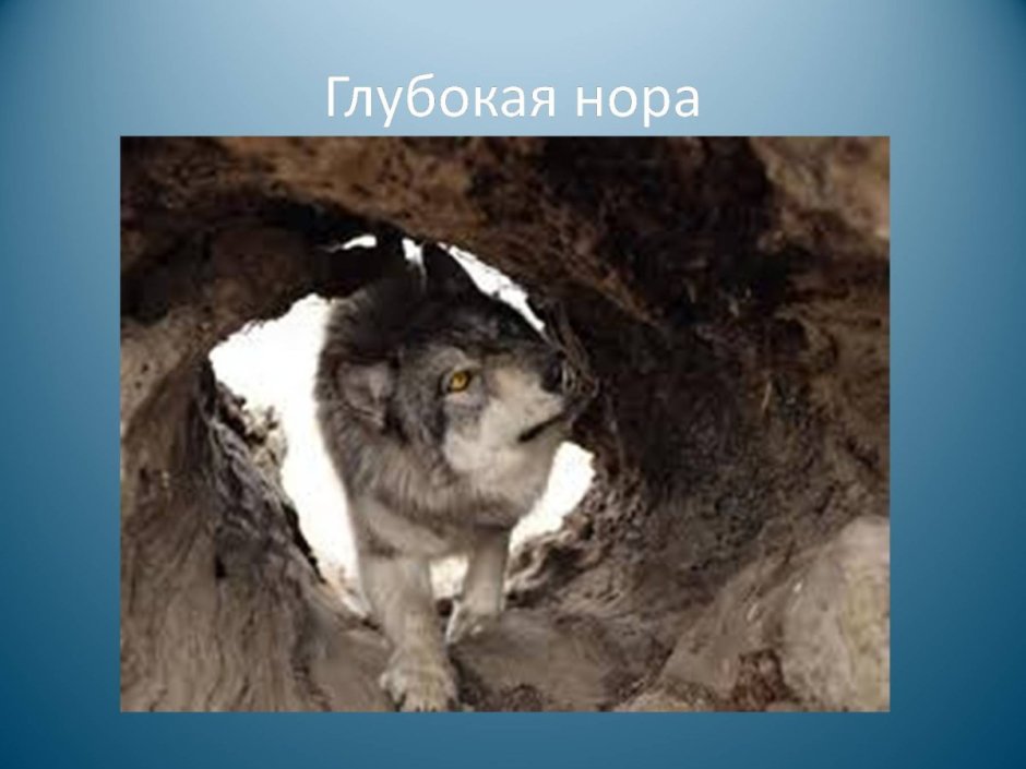 Койот в Неваде