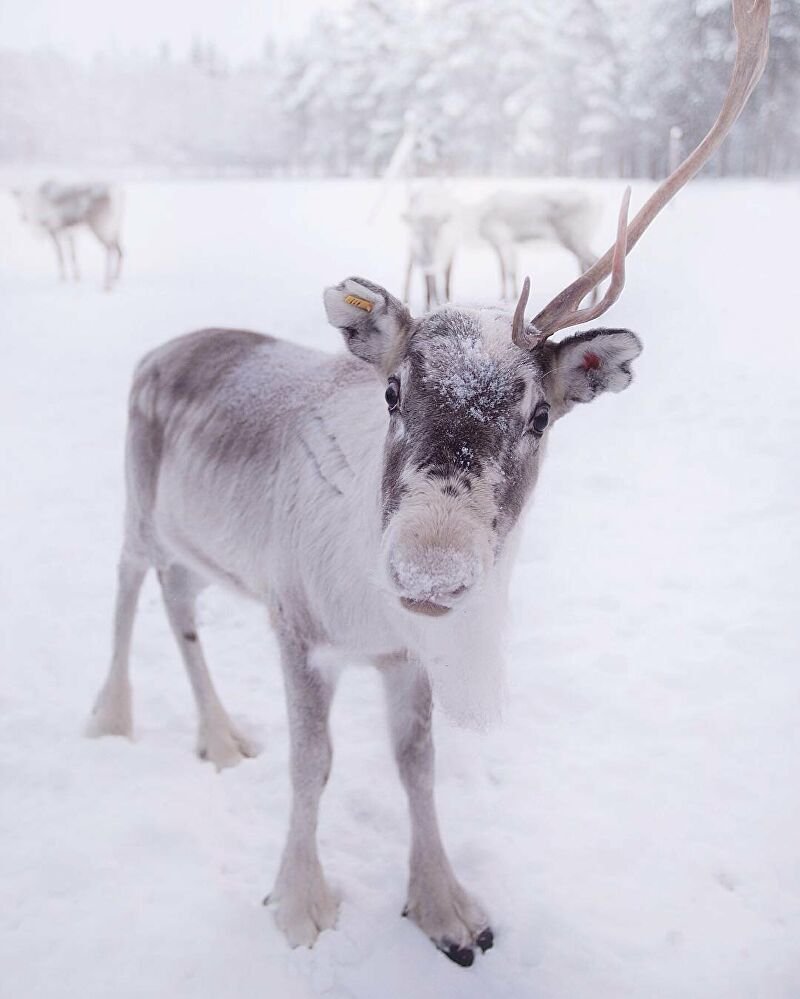 Олениха Северного оленя