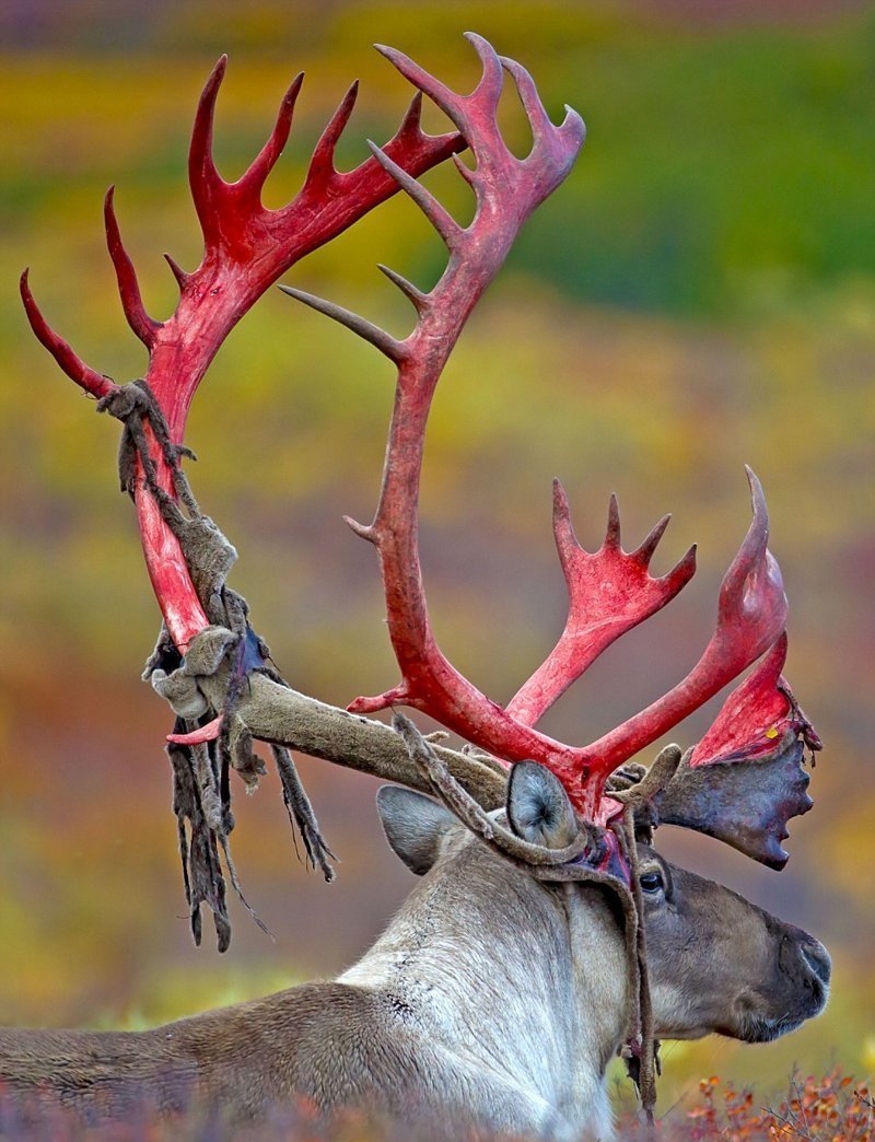 Северный олень