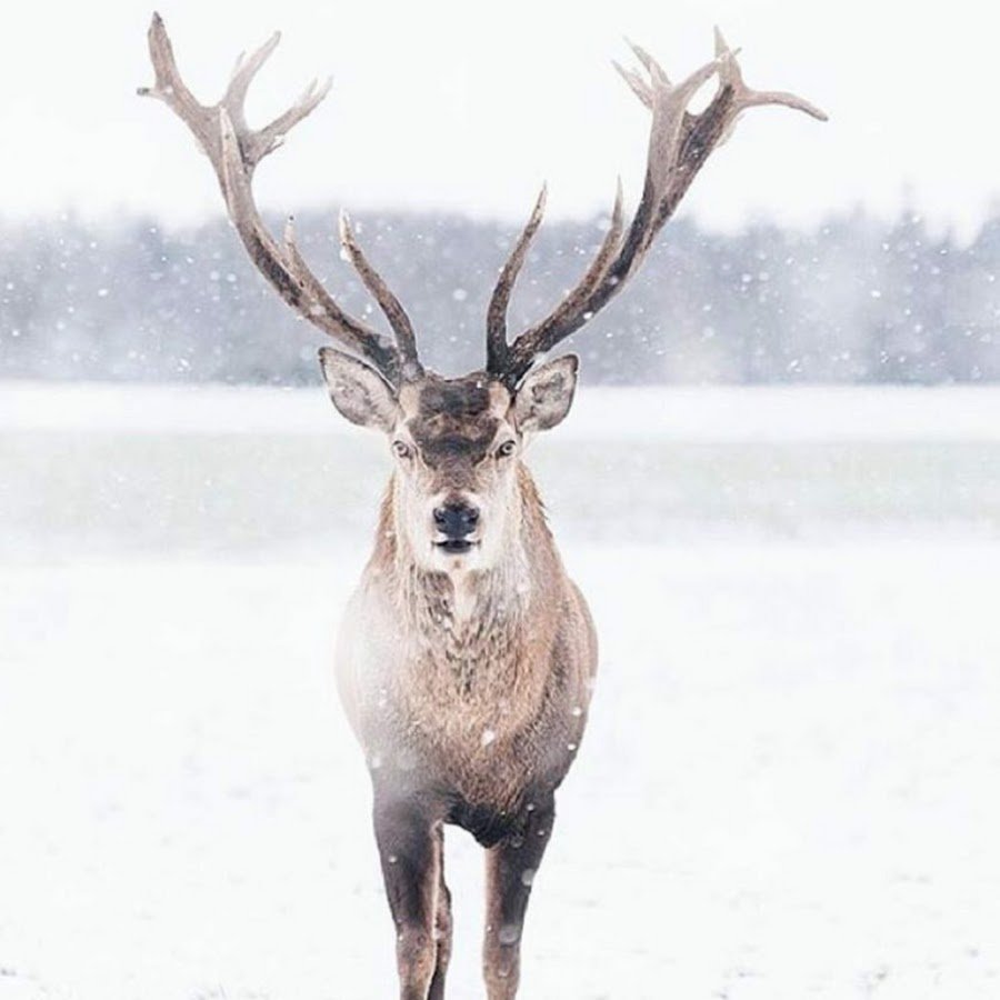 Зимний олень