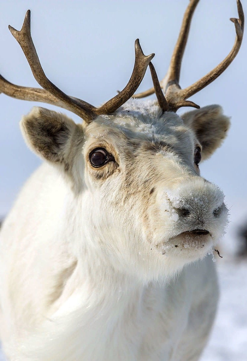 Северный олень в Арктике