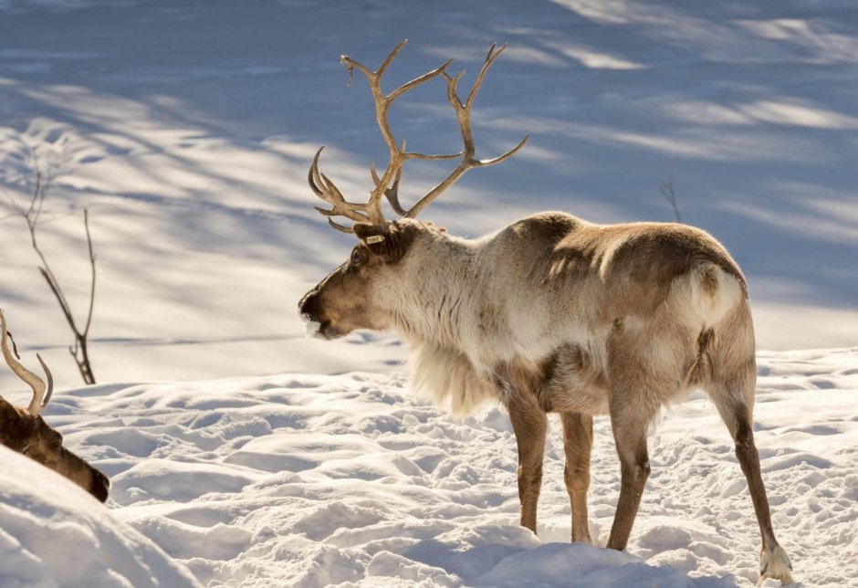 Важенка самка Северного оленя