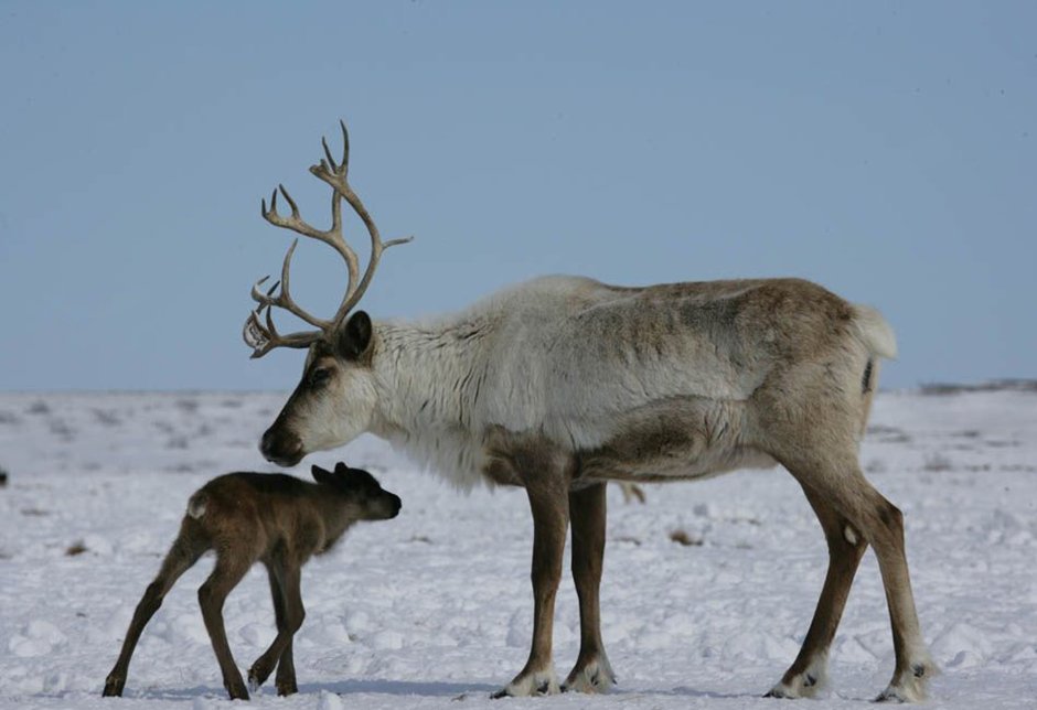 Самка Северного оленя