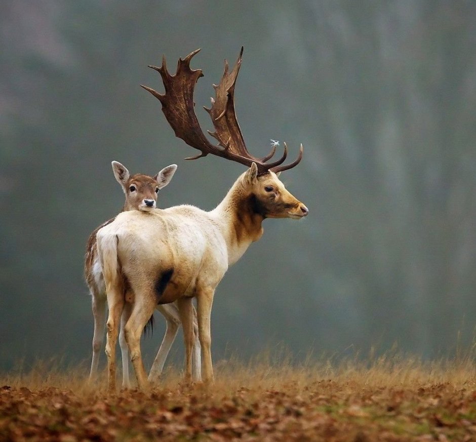Северный олень