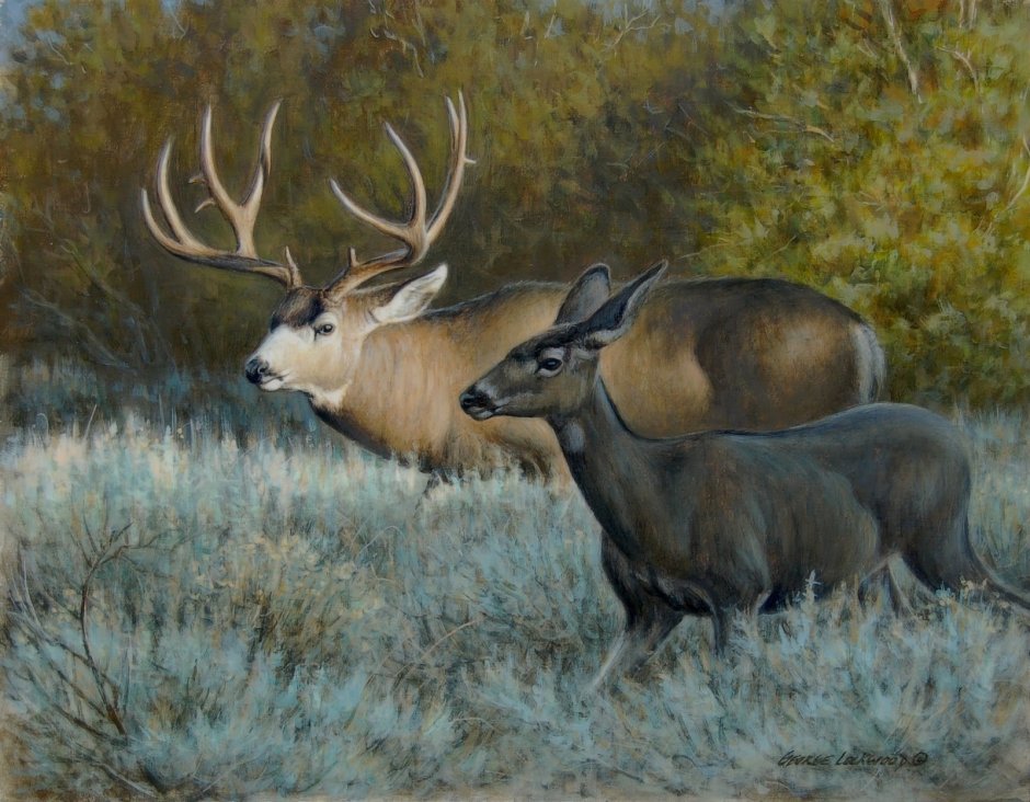 Олень референс