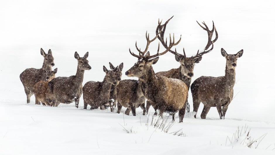 Благородный олень Марал изюбрь