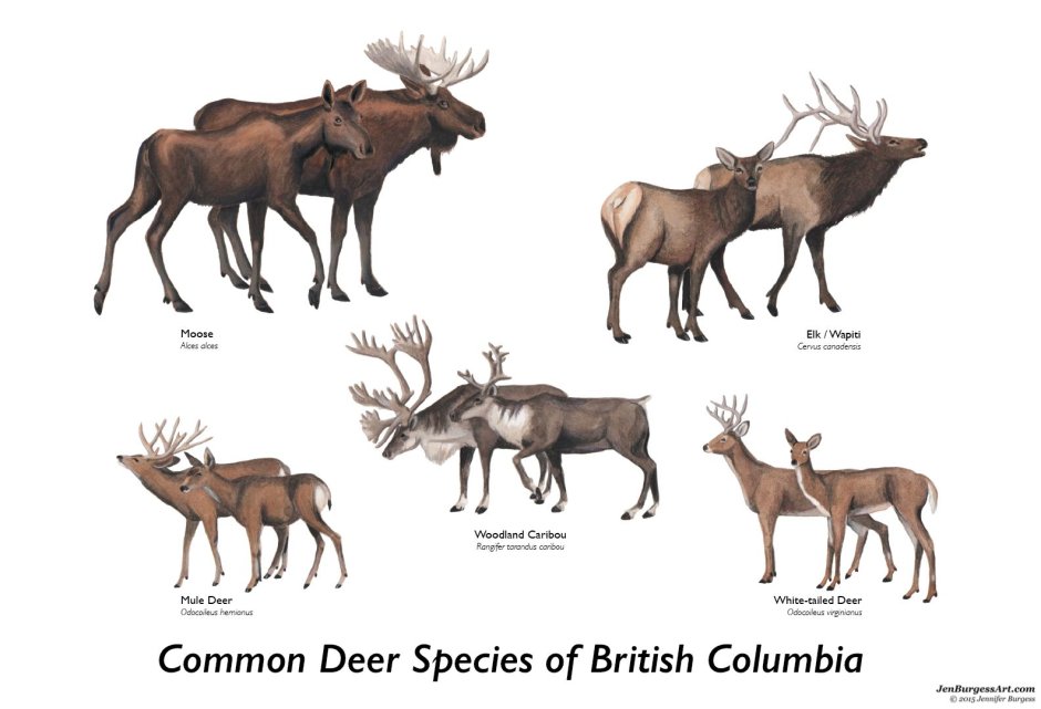 Северный олень самец