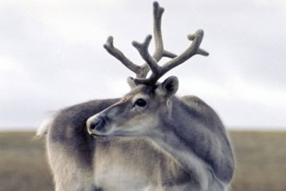 Дикий Северный олень самка