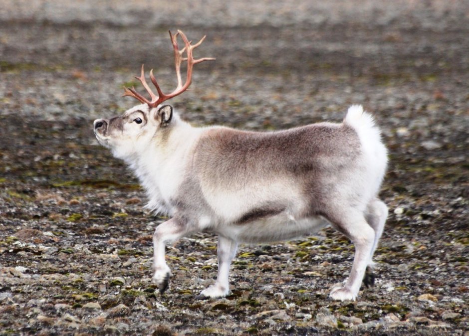 Северный олень – Rangifer tarandus