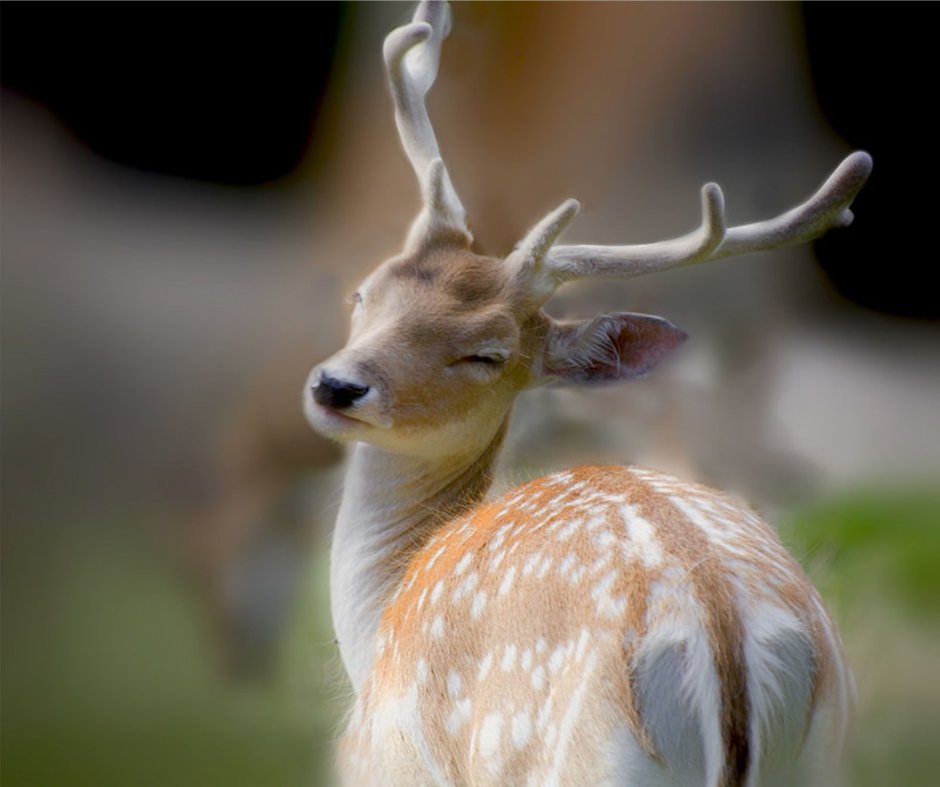 Лань Даниэль