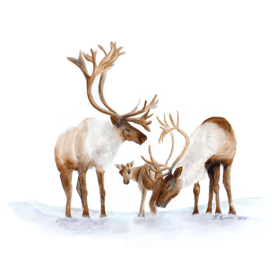 Рожки молодого оленя