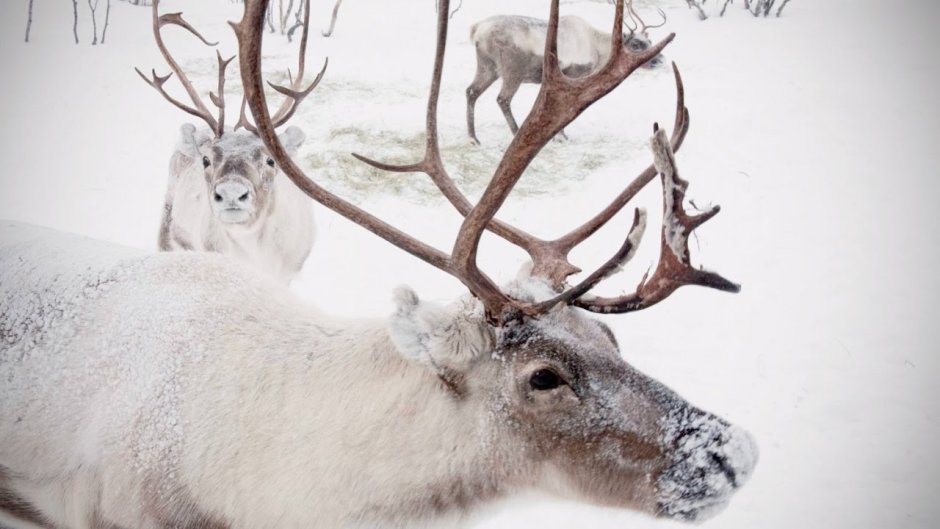 Северный олень зимой