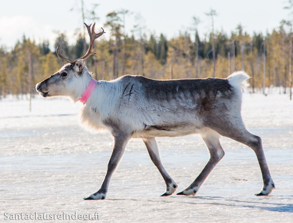 Северный олень оленихст