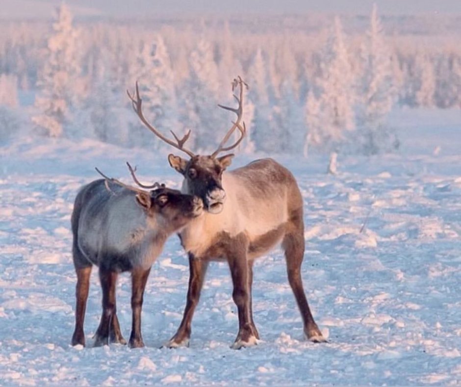 Олень на белом фоне