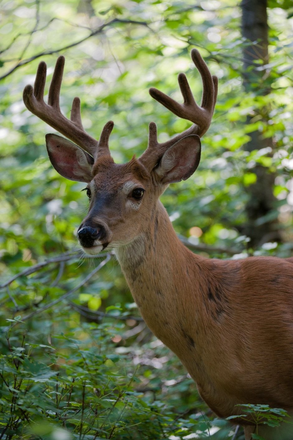 Маралы Катон Карагай