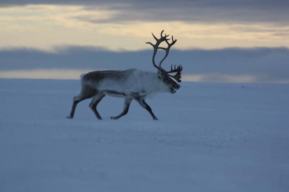 Олень новоземельский ХМАО