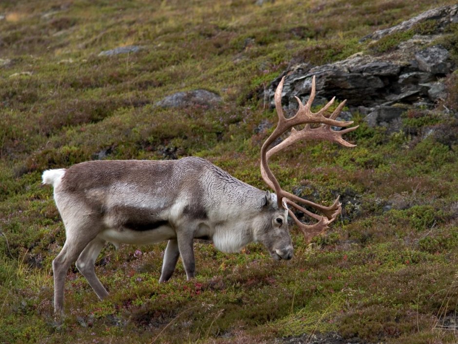 Северный олень – Rangifer tarandus