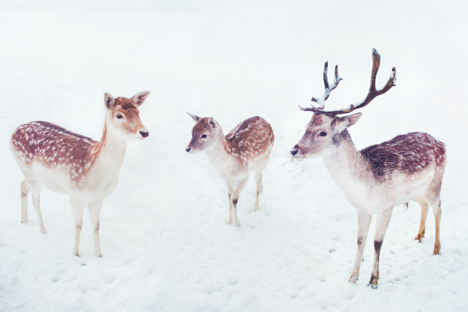 Северный олень маленький