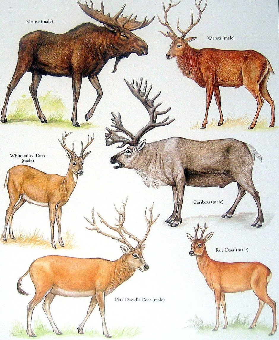 Как зовут оленей Санты