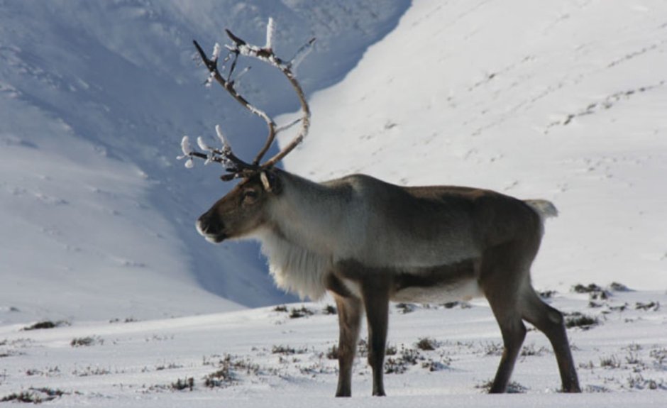 Новоземельский Северный олень самка