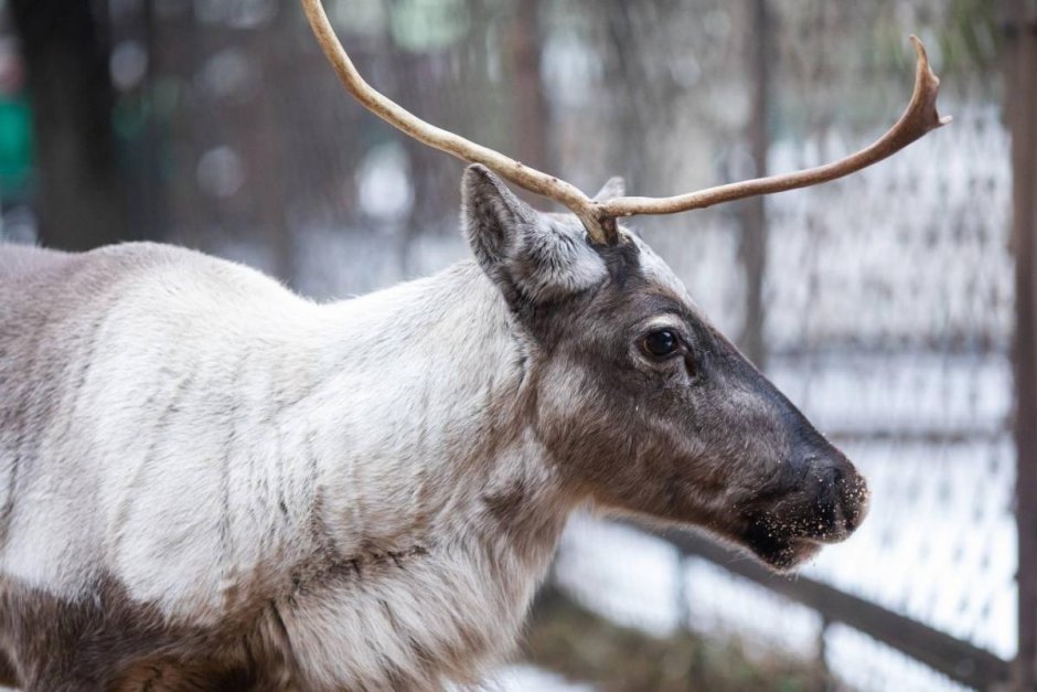 Олень Северный Лесной Сибирский