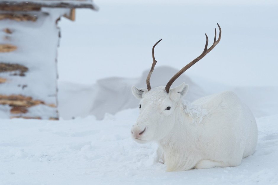 Северный олень Байкальский заповедник