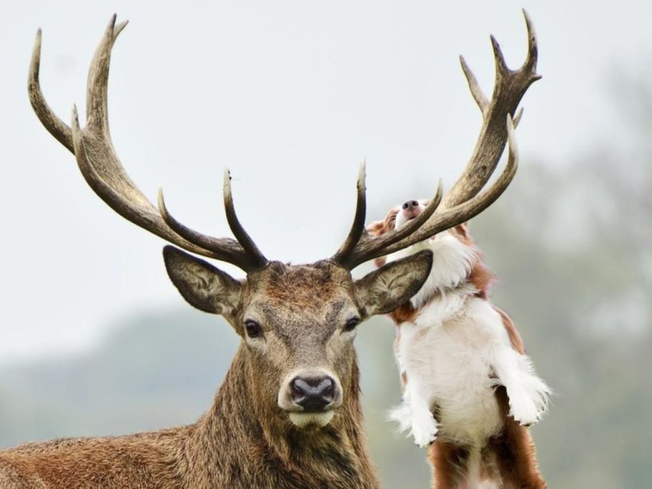 Спаривание благородного оленя