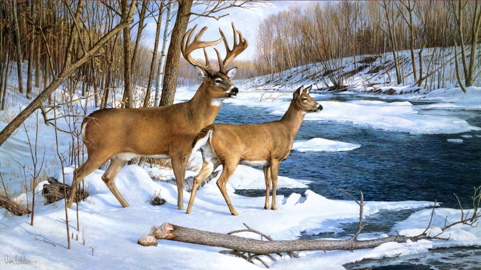 Влюбленные олени