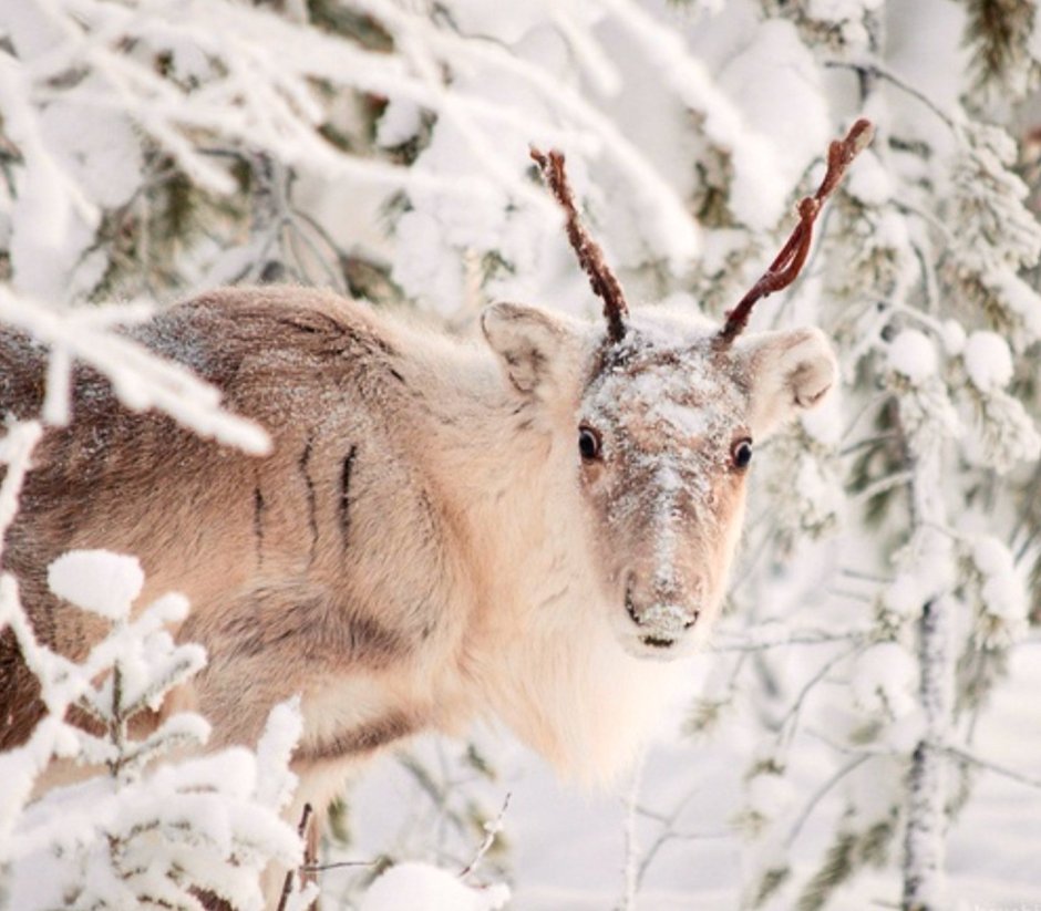 Северный олень важенка