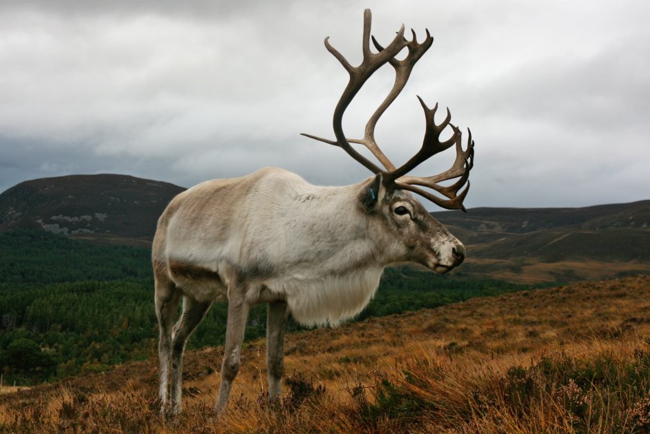 Пастбище северных оленей Лахденпохья
