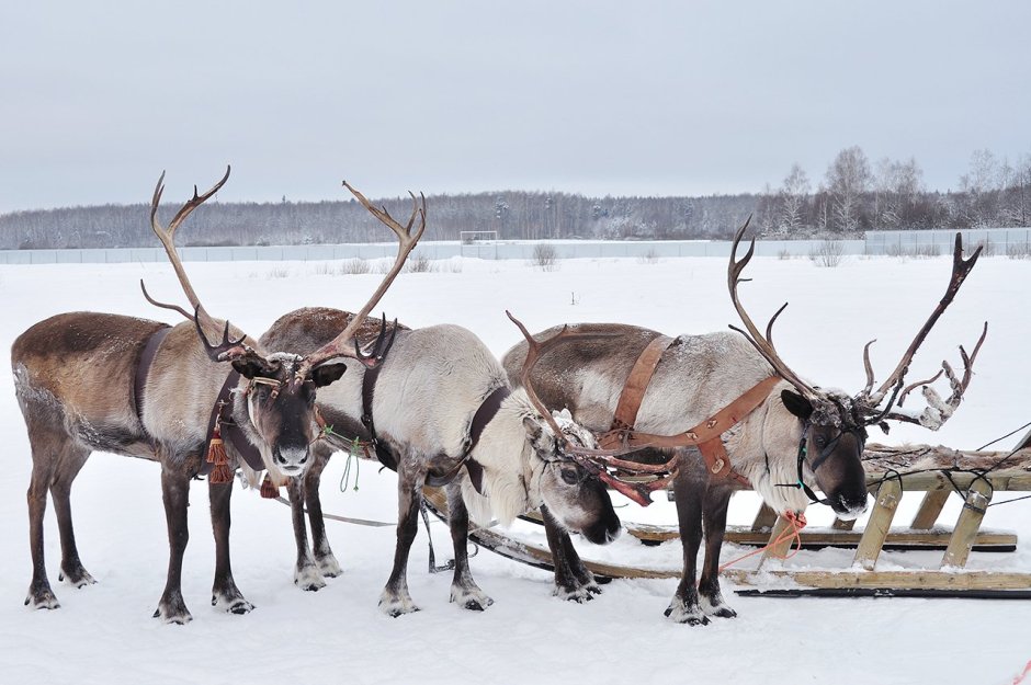 Битва оленей