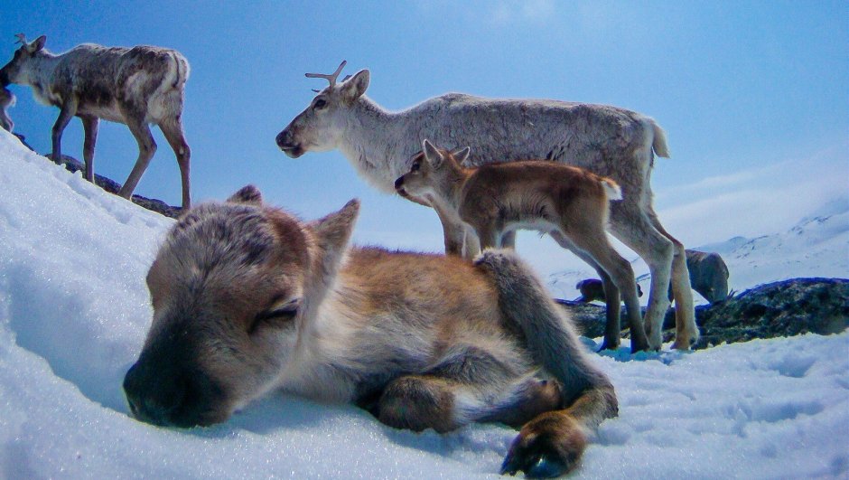 Олень с птицами на рогах