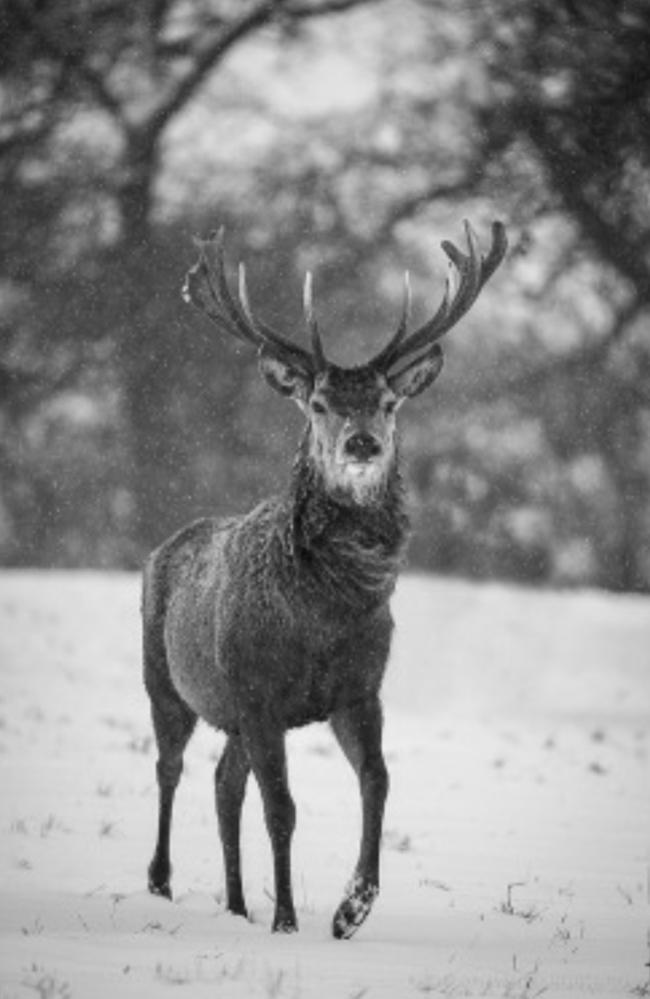 Европейская Лань dama dama