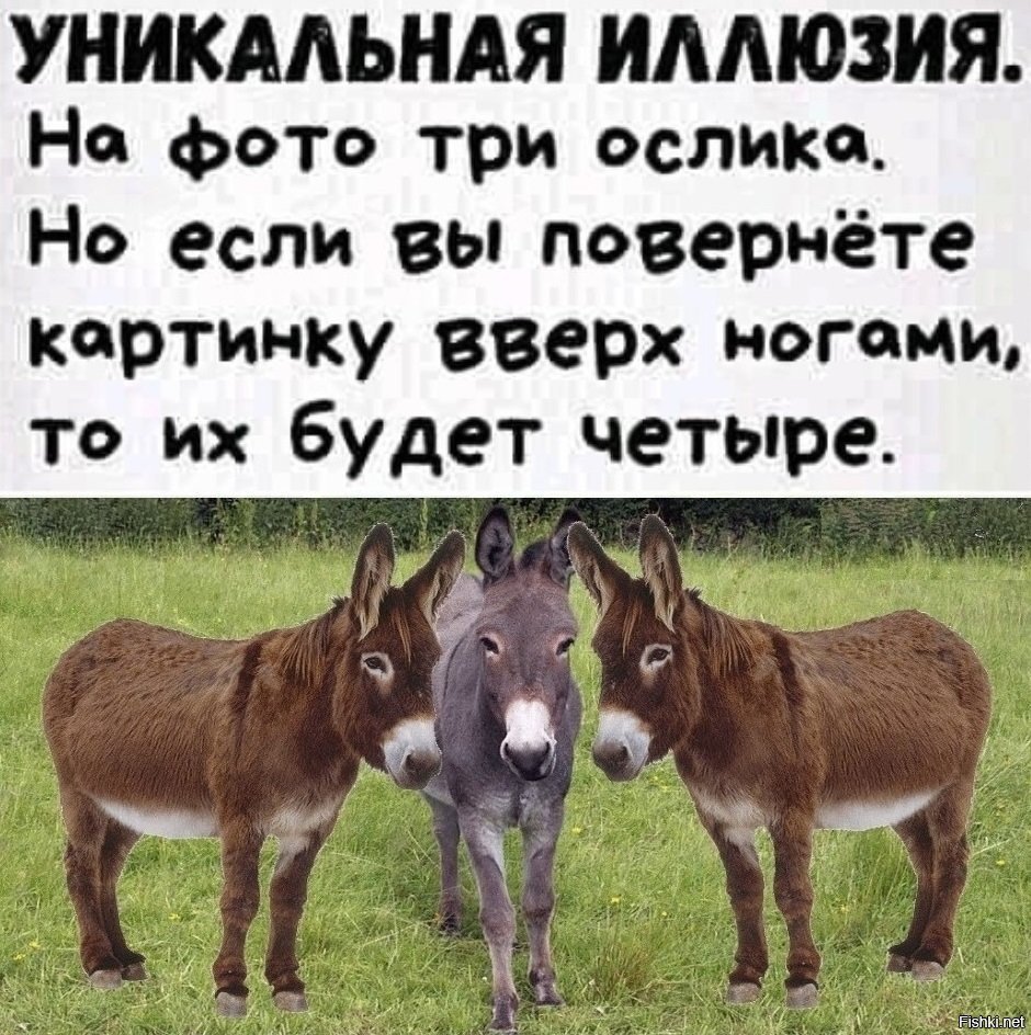 Три ослика
