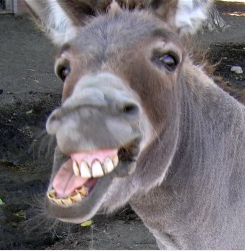 Толстый осел