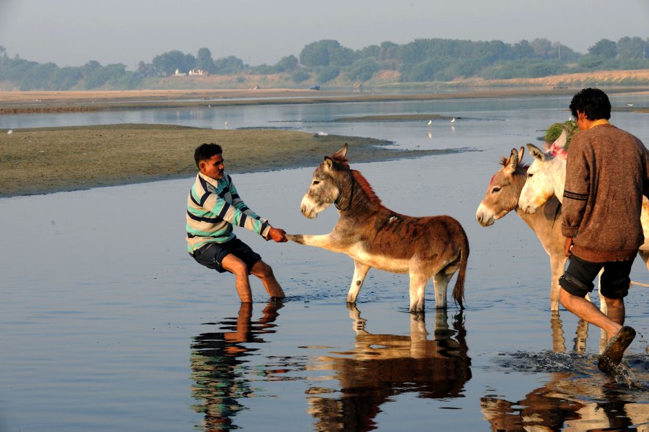 Осел на водопое