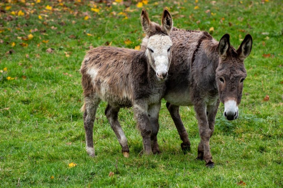 Ишак и осёл