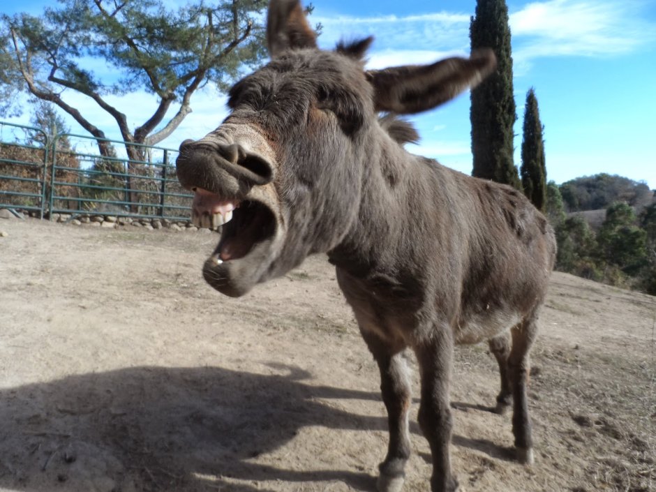 Ослик карточки для детей